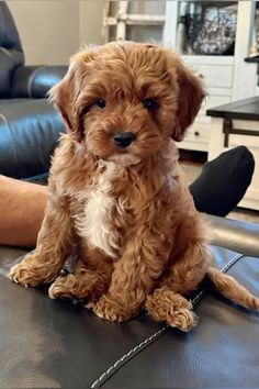 a small brown dog sitting on top of a leather chair