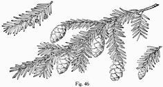 some pine cones hanging from a tree branch with needles and leaves on the branches, vintage line drawing or engraving illustration