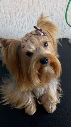 a small dog sitting on top of a black table