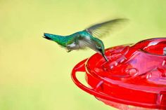 a hummingbird hovering over a red bird feeder