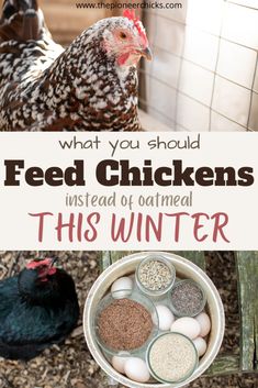 what you should feed chickens instead of oatmeal in the winter or fall