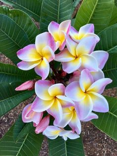 pink and yellow flowers with green leaves on the ground in front of some dirt area