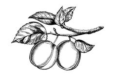 an apple tree branch with leaves and two apples on it - food objects clippings