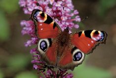 a close up of a butterfly on a flower