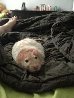 an animal that is laying down on a bed with someone's feet in the background