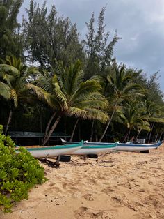 several canoes lined up on the beach with palm trees in the backgroud