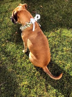 a brown dog sitting in the grass wearing a white ribbon around its neck and collar