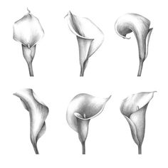 six different types of calla lilies drawn in pencil on a white paper background