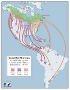 the map shows where birds are migrating in each country and how they can migrate to other countries