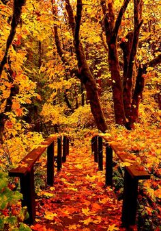 a path in the woods with lots of leaves on it