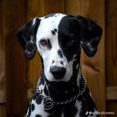 a black and white dalmatian dog wearing a silver chain around its neck looking at the camera