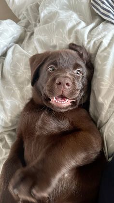 a brown dog laying on top of a bed