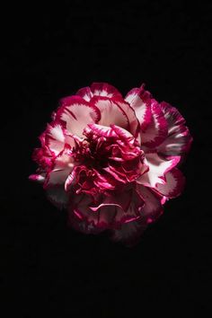 a pink and white flower is in the dark, with its petals still attached to it