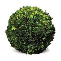 Campania International, Inc Williamsburg Planter | Perigold Preserved Boxwood Topiary, English Boxwood, Boxwood Plant, Boxwood Balls, Preserved Boxwood, Artificial Plants And Trees, Boxwood Topiary, Faux Florals, Faux Plants