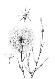 black and white drawing of a dandelion flower with its seeds still attached to it