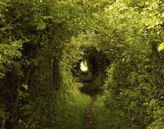 a narrow path in the middle of a forest with lots of green trees on both sides