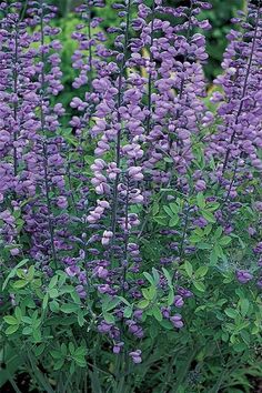 purple flowers are blooming in the garden