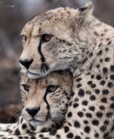 two cheetah cubs cuddle together in their enclosure