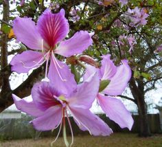 purple flowers are blooming in the yard