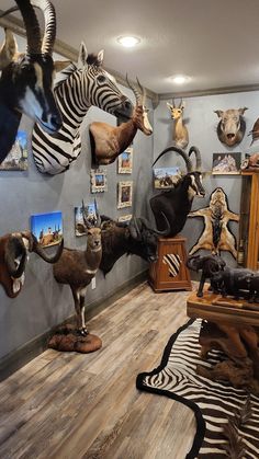 several taxidermy mounted on the wall in a room