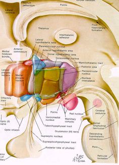 the anatomy of the human body