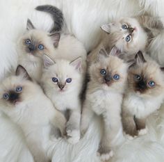 five kittens with blue eyes are laying on a white fur covered surface, looking up at the camera