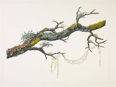 a drawing of a tree branch with moss and lichens on it, against a white background