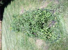 an overgrown garden in the middle of a yard with grass and weeds growing on it