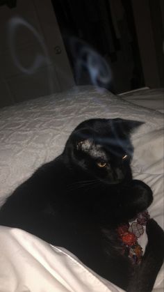 a black cat laying on top of a white bed