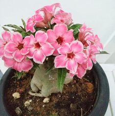 a potted plant with pink flowers in it