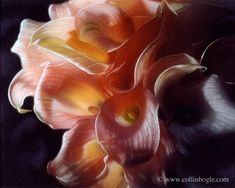 Calla lilies painting art print by Collin Bogle. Calla Lily Painting, Pink Calla Lilies, Life Flower, Lily Painting, Wildlife Paintings, Calla Lilies, Realistic Paintings, Flower Prints Art, Canvas Decor