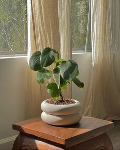 a potted plant sitting on top of a wooden table in front of a window