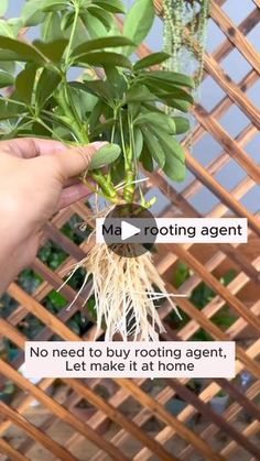 someone is holding up a plant with root roots and the words mr rooting agent