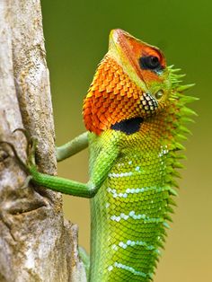 an orange and green lizard is climbing on a tree branch with its head turned to the side