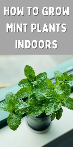 a potted mint plant with the words how to grow mint plants indoors