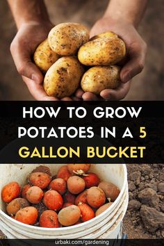 how to grow potatoes in a 5 gallon bucket