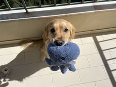 a dog holding a stuffed animal in its mouth