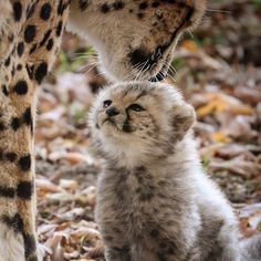 two baby cheetah cubs playing with each other in the leaves on the ground