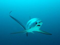 a large white shark swimming in the ocean