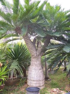 a large palm tree in the middle of a garden