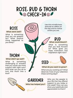 Rose Bud Thorn, Mindfulness Exercises