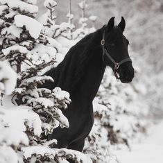 a black horse standing in the snow next to a tree and shrubbery covered with snow