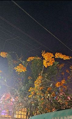 yellow flowers are growing on the side of a building at night with power lines overhead