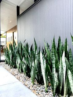 some very pretty green plants in front of a big gray building with gravel and rocks