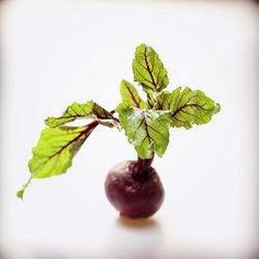 a radish plant with green leaves in a small vase on a white surface