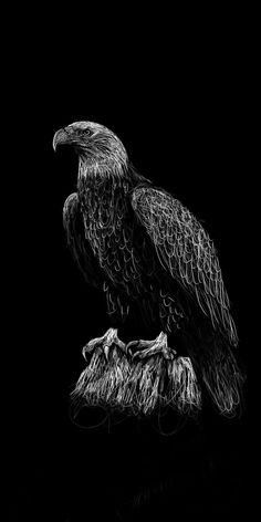 a black and white photo of an eagle sitting on top of a tree branch in the dark