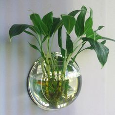 a plant in a glass bowl hanging on the wall