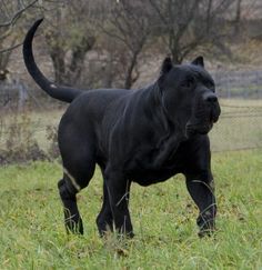 a black dog standing in the grass with its mouth open and tongue out, saying me sit dog no you sit me ok