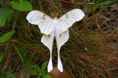 a large white moth sitting on top of a leaf covered ground