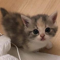 a small kitten sitting on top of a wooden floor next to a white corded mouse